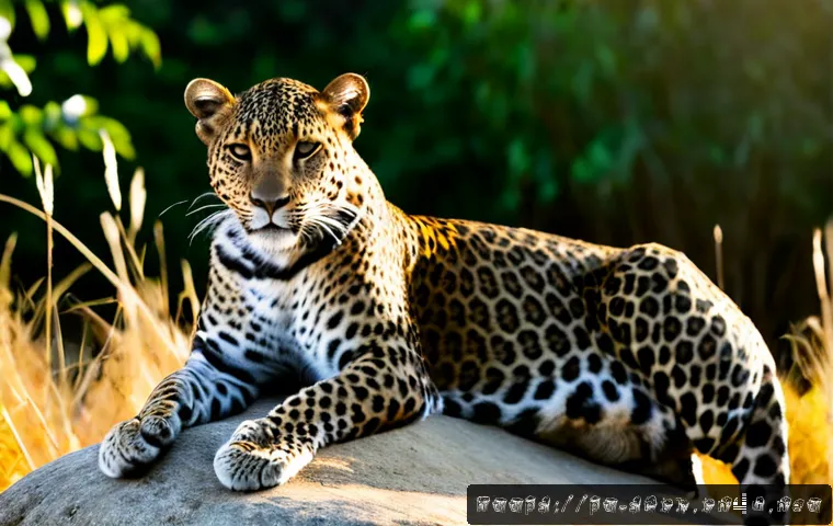 Home 15 스리랑카에서 즐기는 야생 사파리 - Photorealistic wildlife safari in Sri Lanka’s Yala National Park, a majestic Sri Lankan leopard rest...
